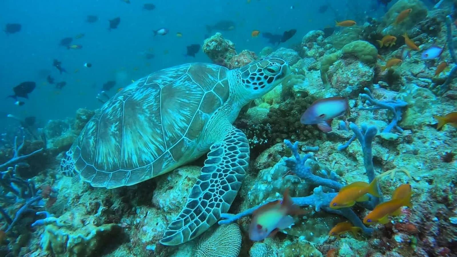 Rashuthere Maldives Rasdhoo Exterior foto
